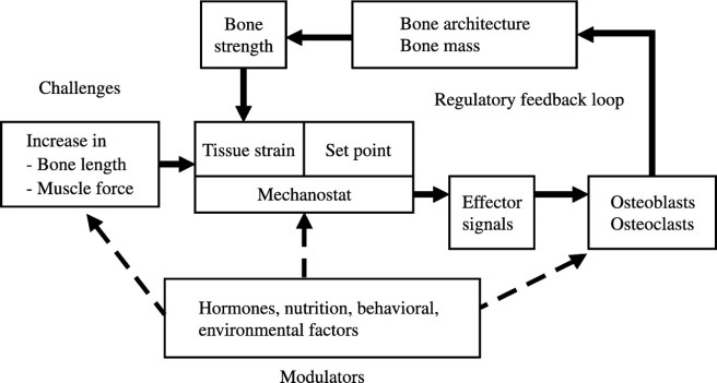 Physiology of bone adaption